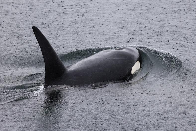 caption: Orca T420 surfaces in the rain after swimming under the Des Moines Marina pier in Des Moines, Washington, on March 11, 2026. 
