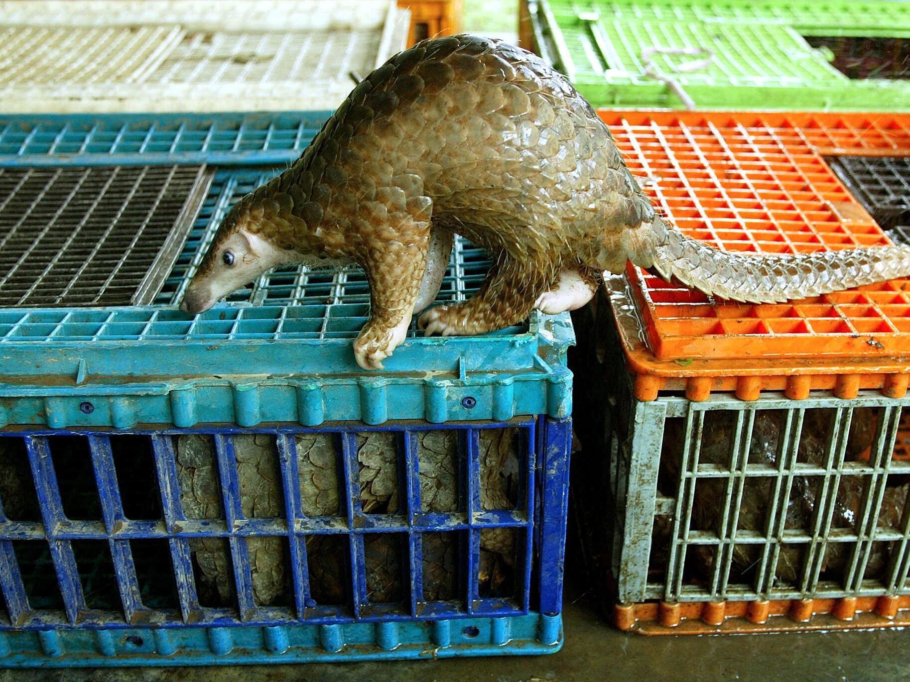 caption: This pangolin was confiscated from a smuggling ring that sold endangered animals to restaurants in China. Animals caught up in the wildlife trade pose a great risk of spillover diseases.