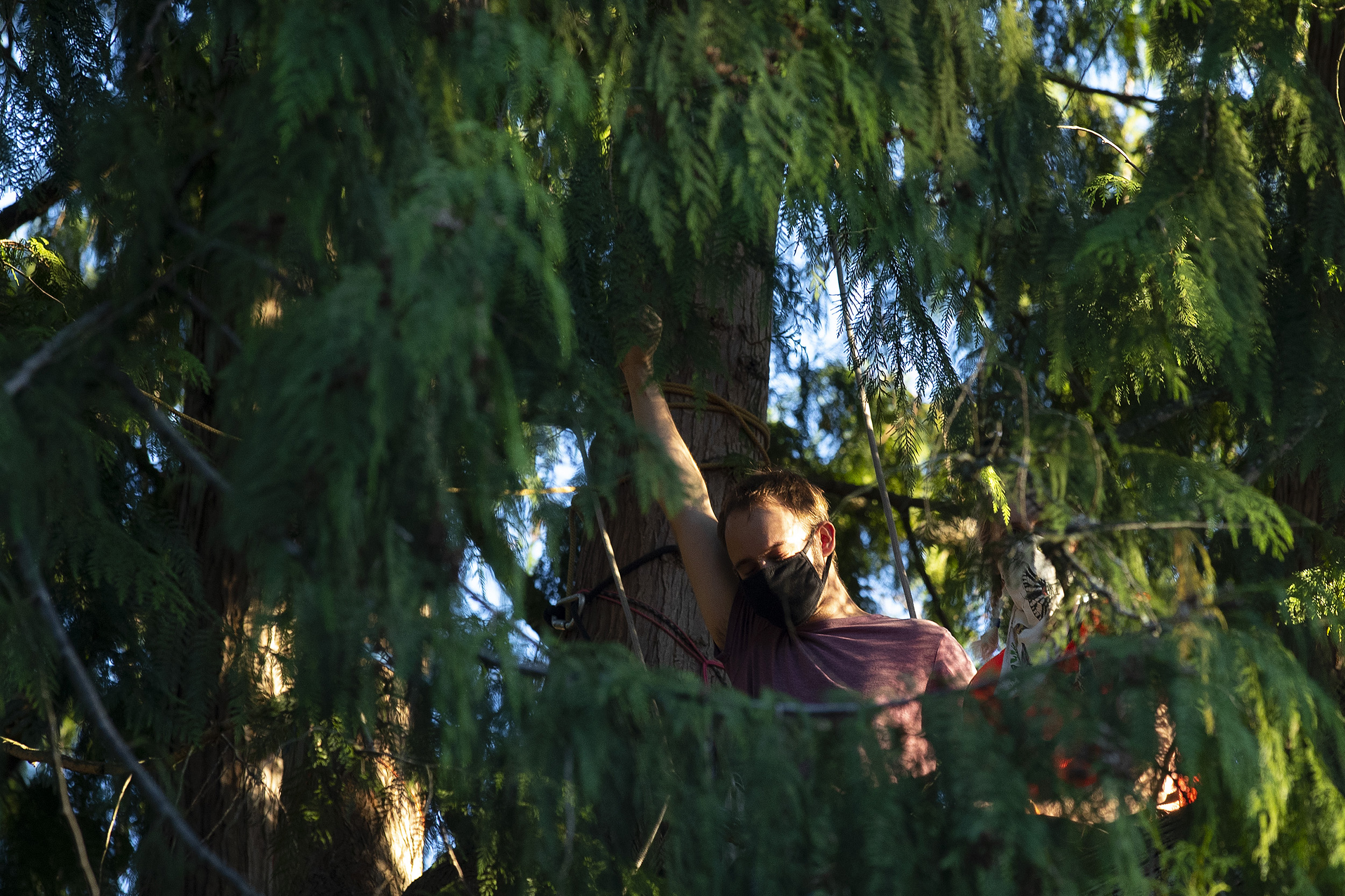 KUOW - New deal saves Seattle's celebrity tree, 'Luma