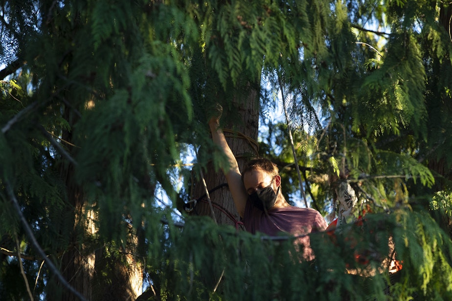 caption: Droplet, the activist and tree-sitter who has been sitting in Luma, a roughly 200-year-old culturally modified elder cedar tree at risk of being cut down to make way for a development project, raises their fist in the air as speakers address a large crowd of supporters, on Tuesday, July 18, 2023, during a gratitude gathering for the tree in the Wedgwood neighborhood of Seattle.