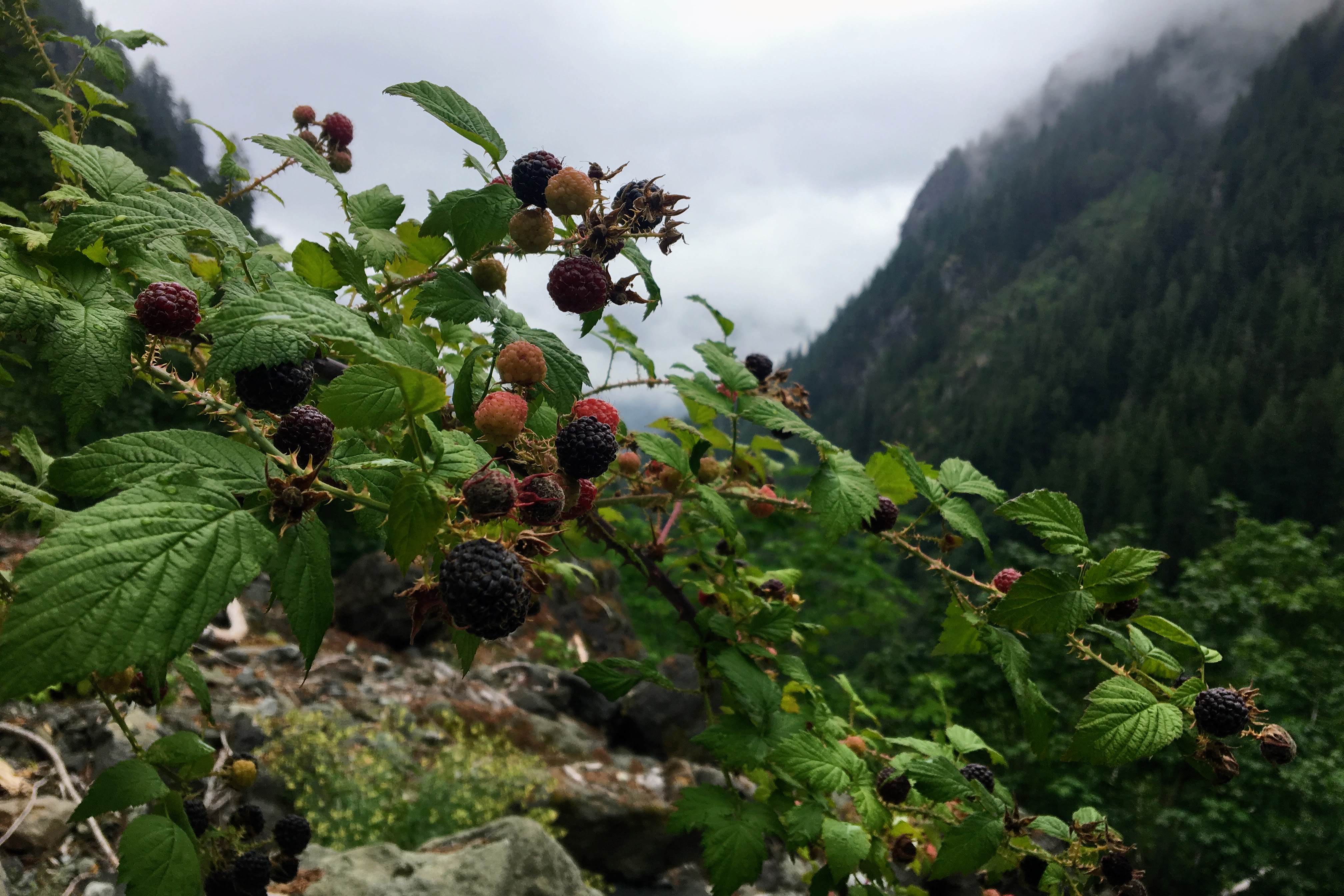 caption: Wild blackcap raspberries grow in the U.S. Forest Service's Perry Creek Research Natural Area in the Washington Cascades on Aug. 21, 2021.