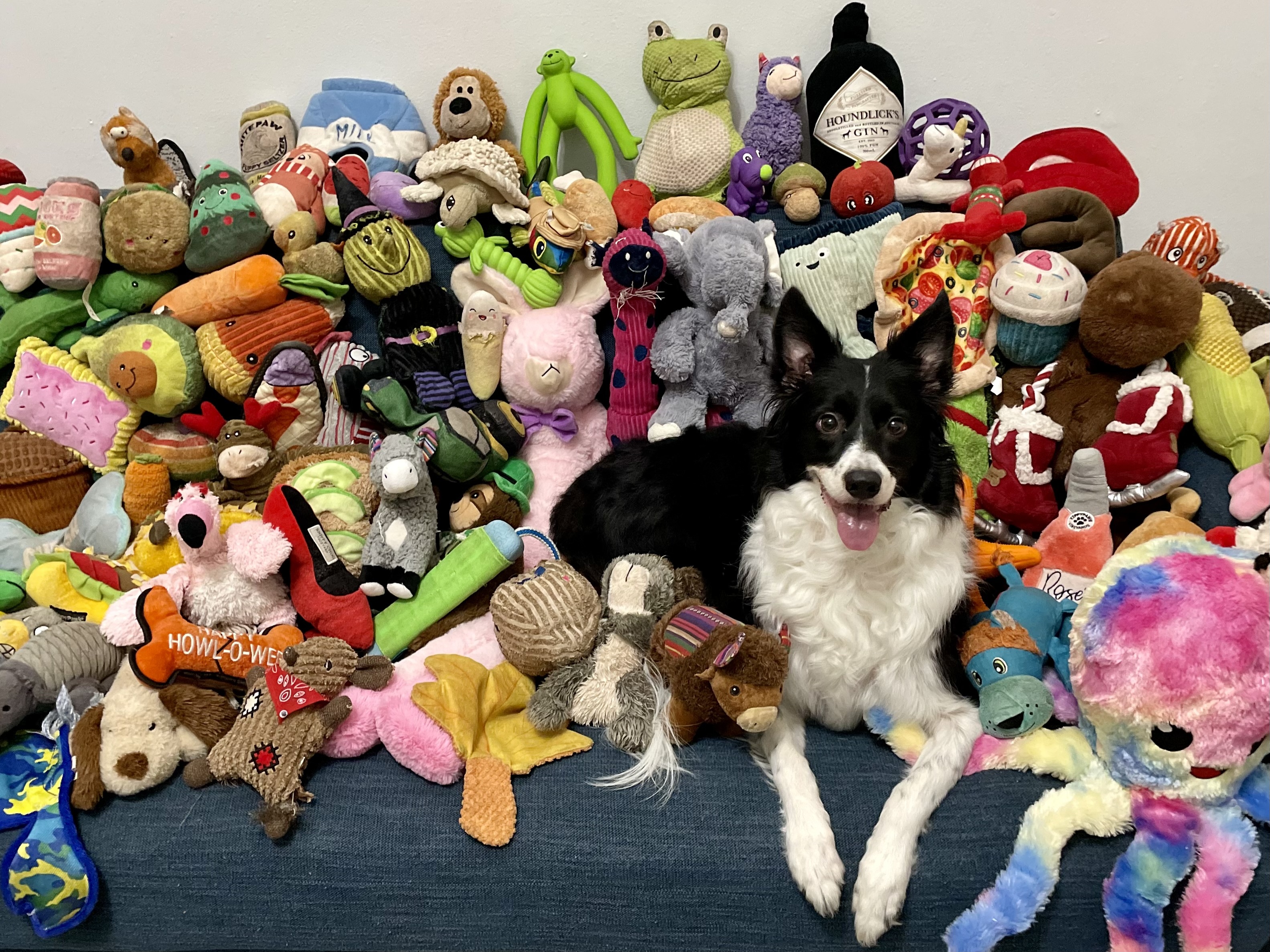 caption: Basket, a 7-year-old female Border collie, knows the names of over 200 dog toys. A new study finds that certain dogs can learn new words simply by overhearing them — much as a human toddler would.