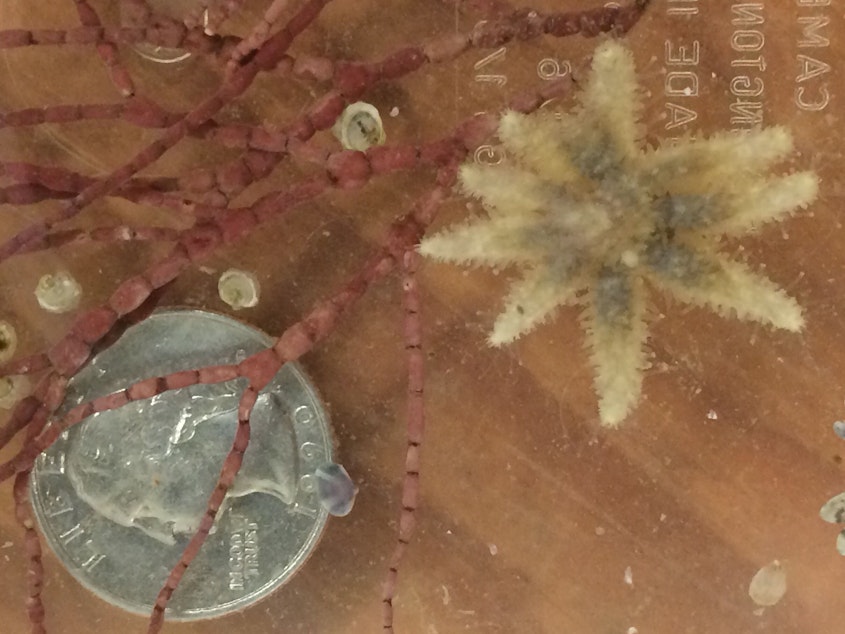 caption: A baby sunflower star next to some coralline algae and a coin for scale, grows in a tank at University of Washington's Friday Harbor Laboratories. It started with five arms and may sprout as many as 24 as it grows up to 3 feet in diameter.