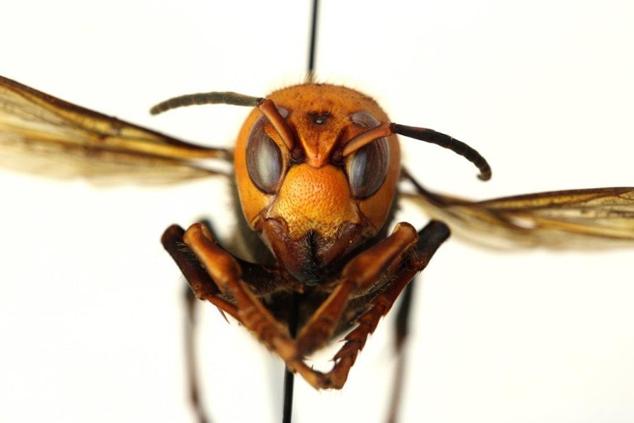 caption: A front view of the Asian Giant Hornet - sometimes called the "Murder Hornet"
