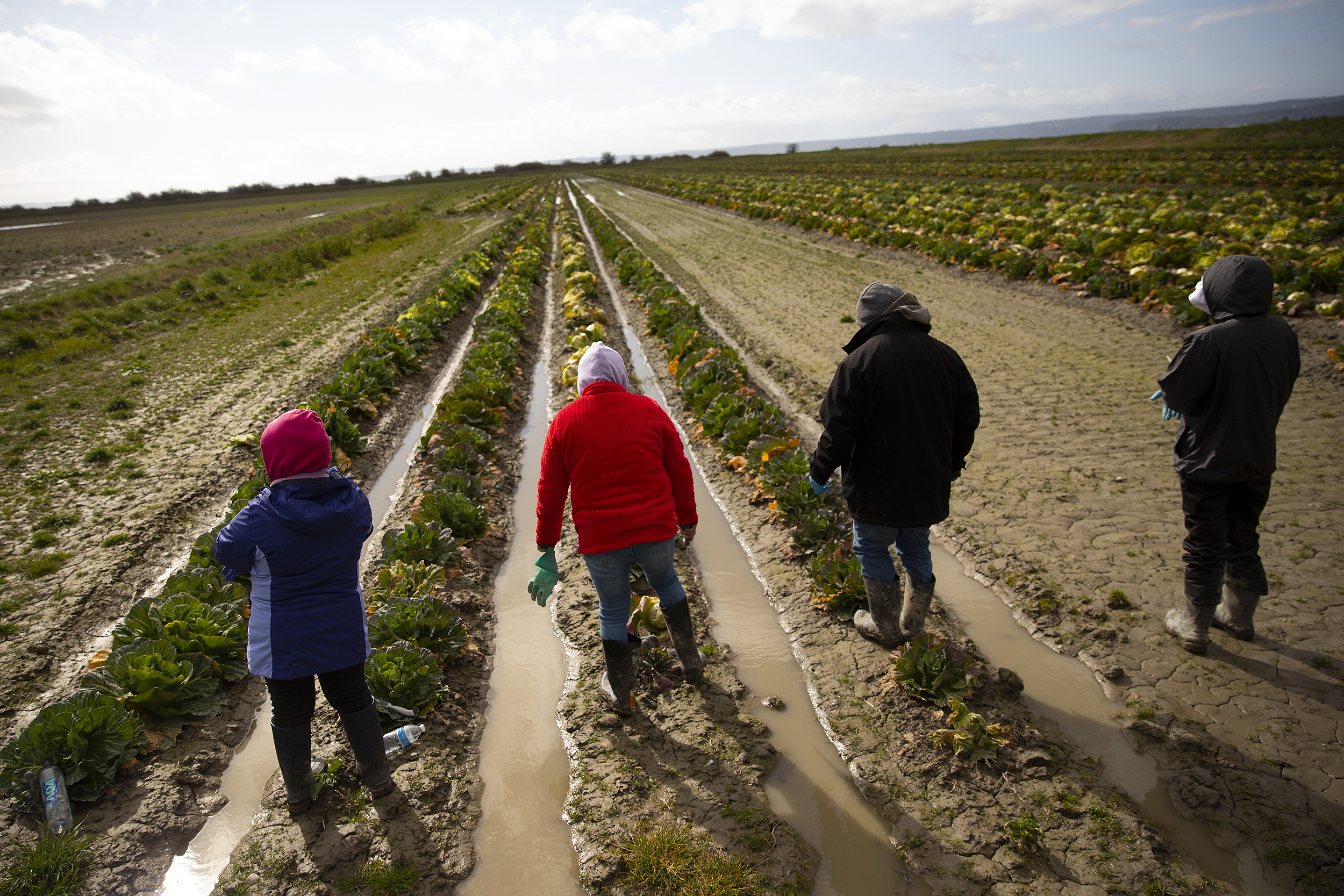 caption: Farmworkers return to where they left off pruning cabbage following a lunch break on Thursday, March 5, 2026, in the Skagit Valley. 