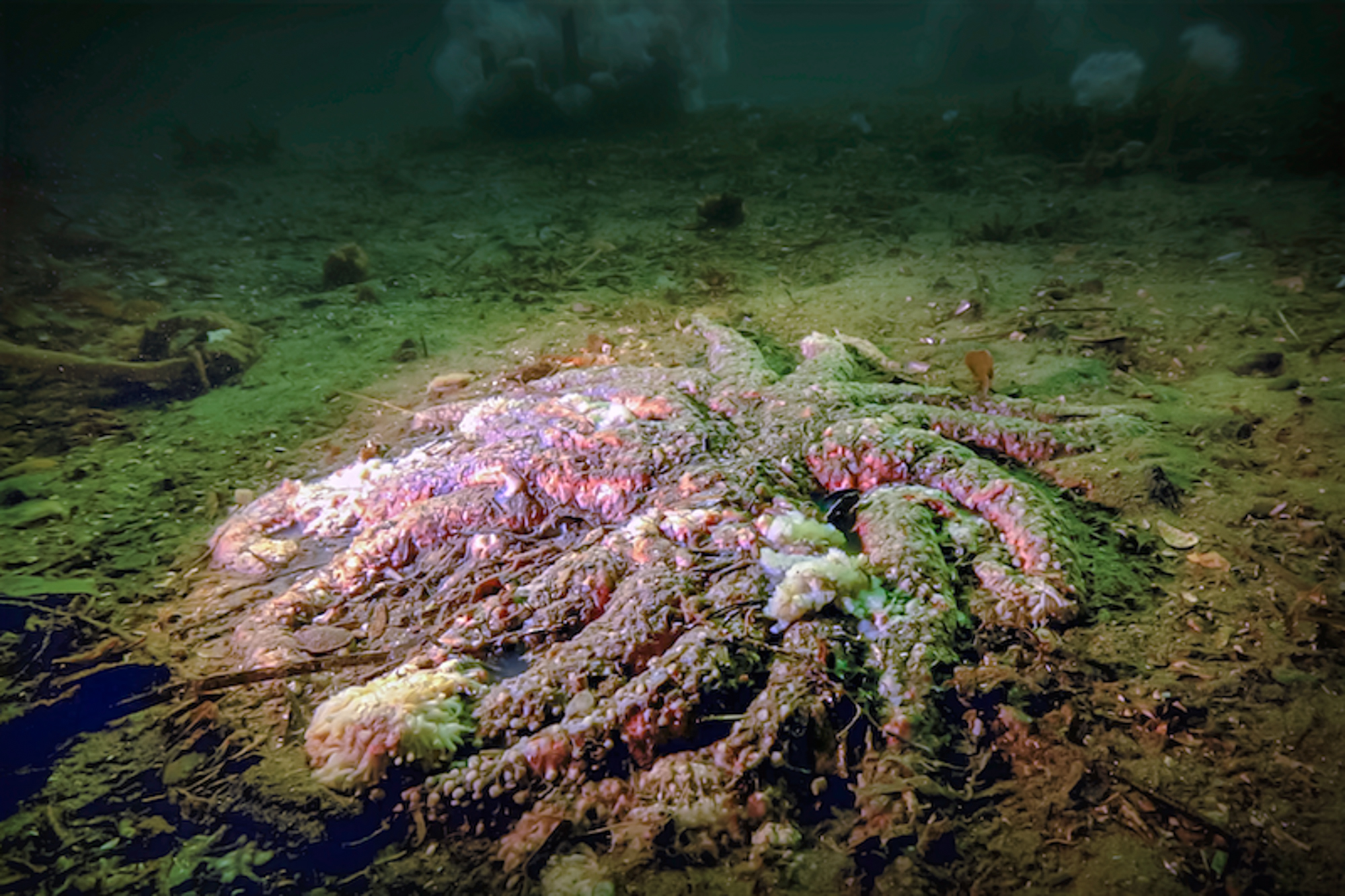 caption: A wasting sunflower sea star has nearly melted away off British Columbia’s Calvert Island in 2015. 