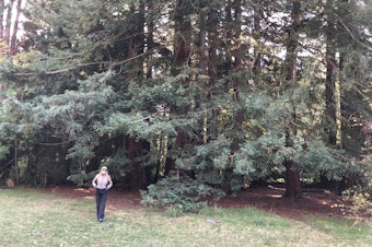 caption: Wildlife biologist and volunteer Kersti Muul says raptors and owls live in the big trees surrounding a proposed pickleball court in Seattle's Lincoln Park. 