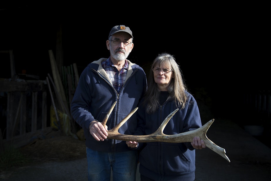 caption: Randy and Aileen Good hold an elk antler that was found on their property on Friday, November 8, 2019, at their home along State Route 20 in Sedro-Woolley. Elk antlers have caused damage to their farming equipment. 