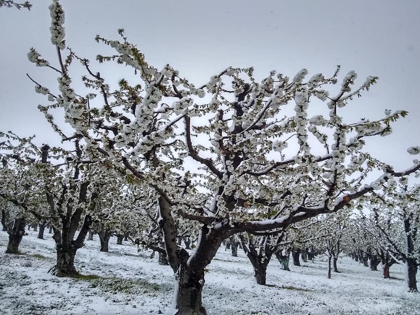 caption: Hans Engelke’s orchards in north Franklin County, Washington, were inundated with snow in the early spring of 2022 during full bloom. 