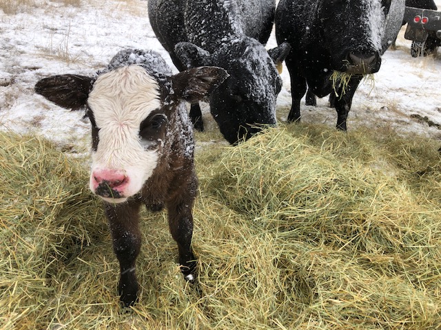 caption: Ranchers struggle to keep enough fresh hay and bedding down for new calves and their mothers during the recent blizzards across southeast Oregon and much of the West. 