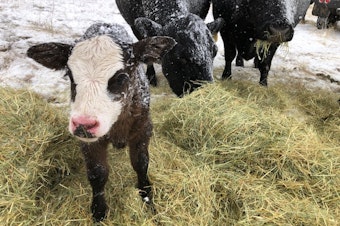 caption: Ranchers struggle to keep enough fresh hay and bedding down for new calves and their mothers during the recent blizzards across southeast Oregon and much of the West. 