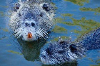 caption: The friendly North American beaver has shaped this country - including Seattle - far more than you might think.
