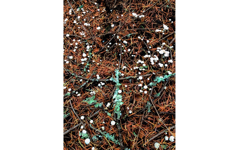 caption: Mushrooms in the Cascades of Washington state during a mushrooming event in mid-October 2019.