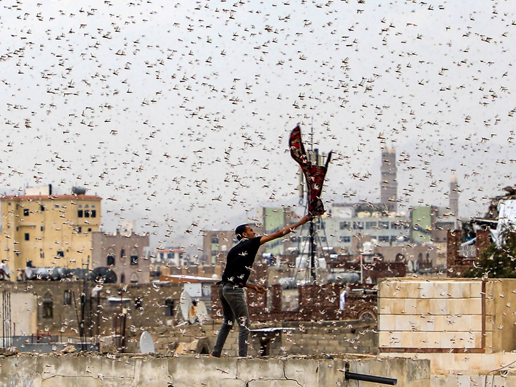 caption: Locusts swarm over Yemen's capital.