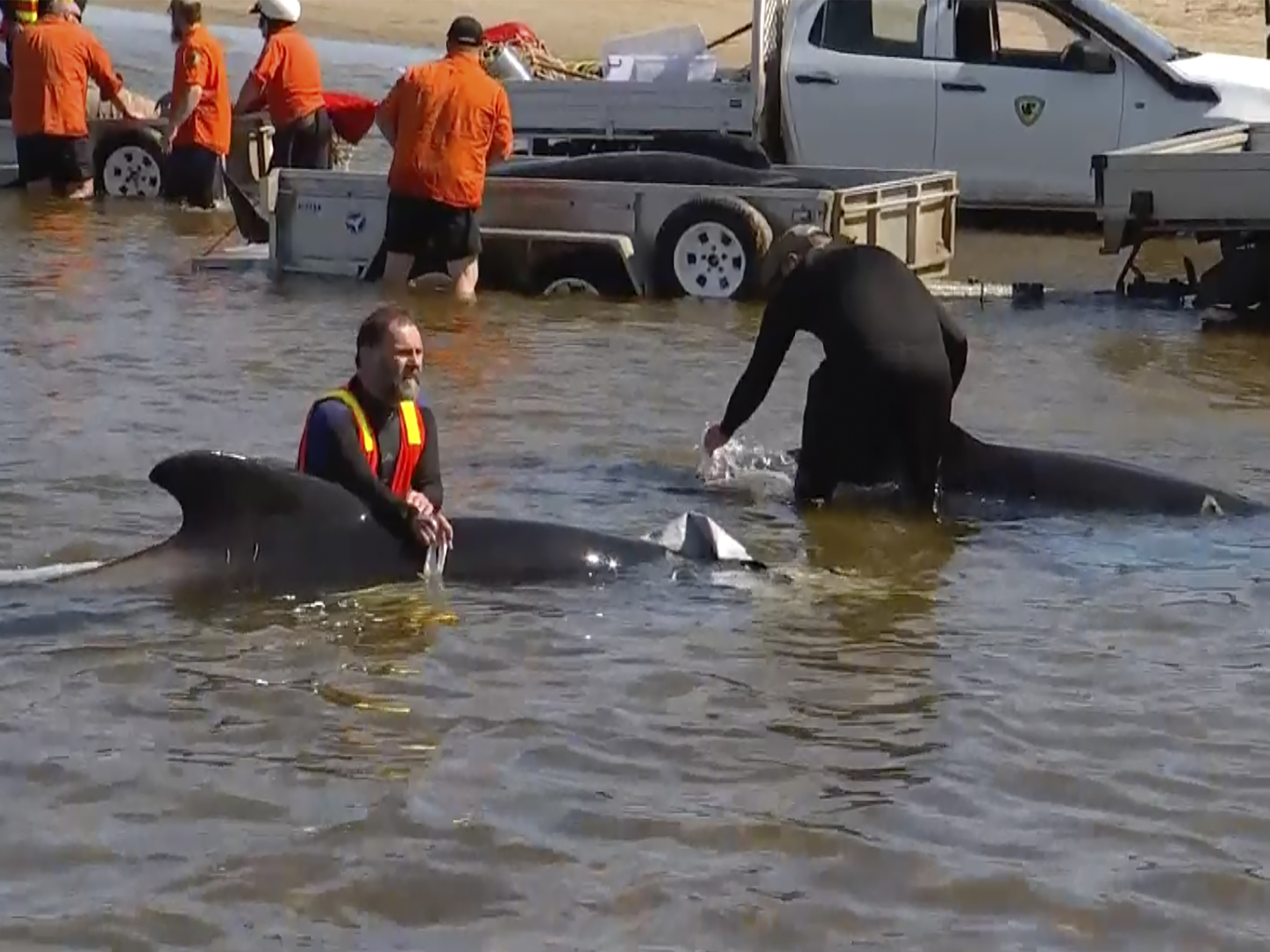 caption: This image from a video shows rescuers in shallow waters with whales near Strahan, Australia, on Thursday.