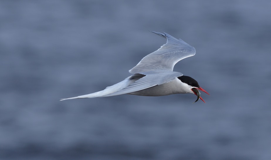 caption: Arctic Tern flies through the air with a fish in its mouth. 