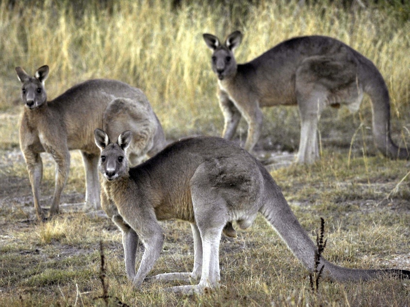caption: Grey kangaroos feed on grass near Canberra, Australia, March 15, 2008. A bill that would ban the sale of kangaroo parts has been introduced in the Oregon Legislature, taking aim at sports apparel manufacturers that use leather from the animals to make their products.