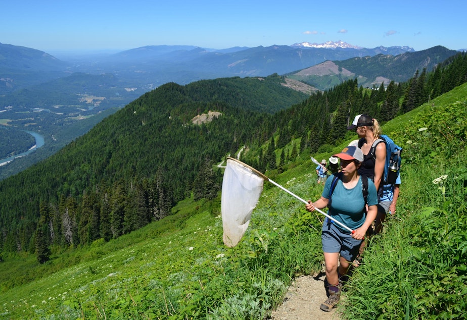 caption: Citizen scientists count butterflies on Sauk Mountain, in the North Cascades.