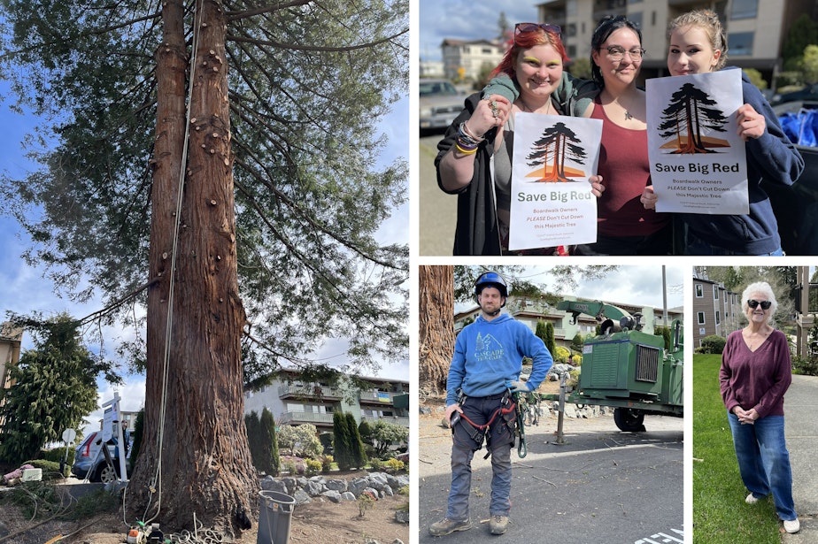 caption: Clockwise from top (starting at "noon"): Tree protesters Dee Day, Mia Vanderveer and Petula Gowler; Condo board treasurer Carol Merrill; Cascade Tree Care's Derek Meyers; Coastal redwood in Edmonds, Washington, halfway through its removal earlier this spring.