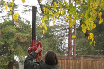 caption: Listen to what Bill Radke thinks of people who "help nature along" with leaf blowers. 