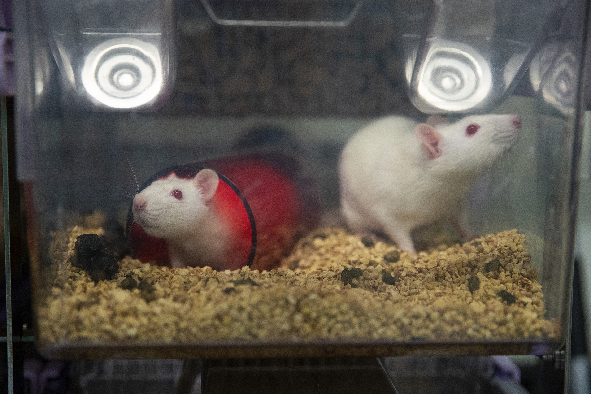 caption: Rats are shown on Thursday, Aug. 21, 2025, at the Washington National Primate Research Center on the University of Washington campus in Seattle. 