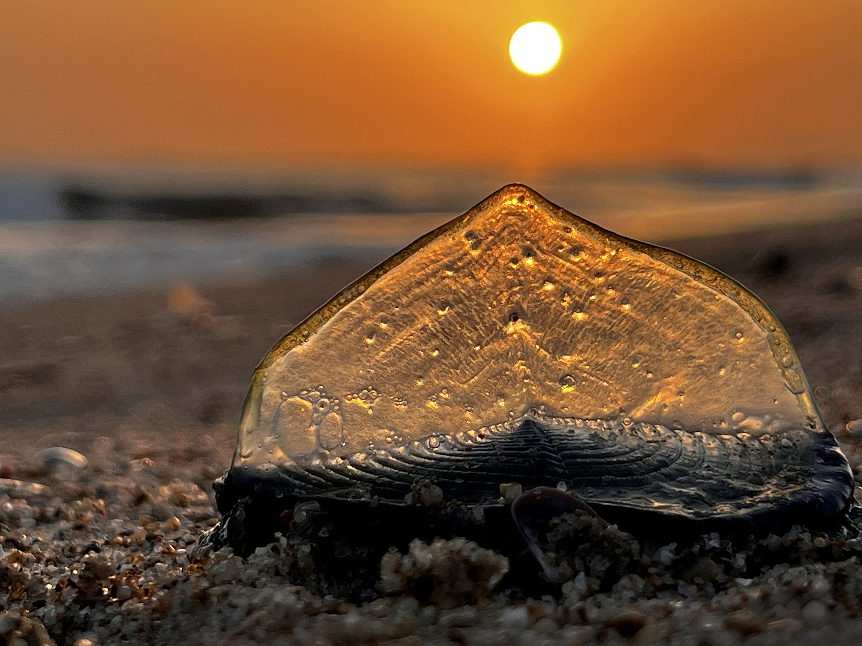 caption: One of thousands of creatures known as "by-the-wind sailors" that have been washing ashore on Southern California beaches in April.