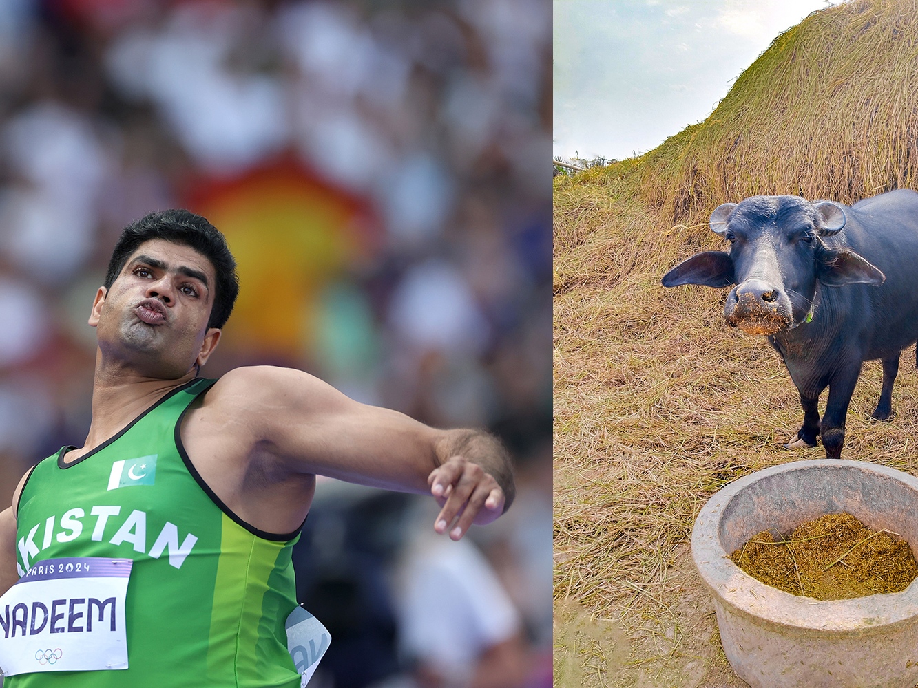 caption: Arshad Nadeem of Pakistan competes during the men's javelin throw at the Olympics in Paris. He won gold, set a new world record — and reaped lots of prizes, including a buffalo from his father-in-law. It's all about the milk!