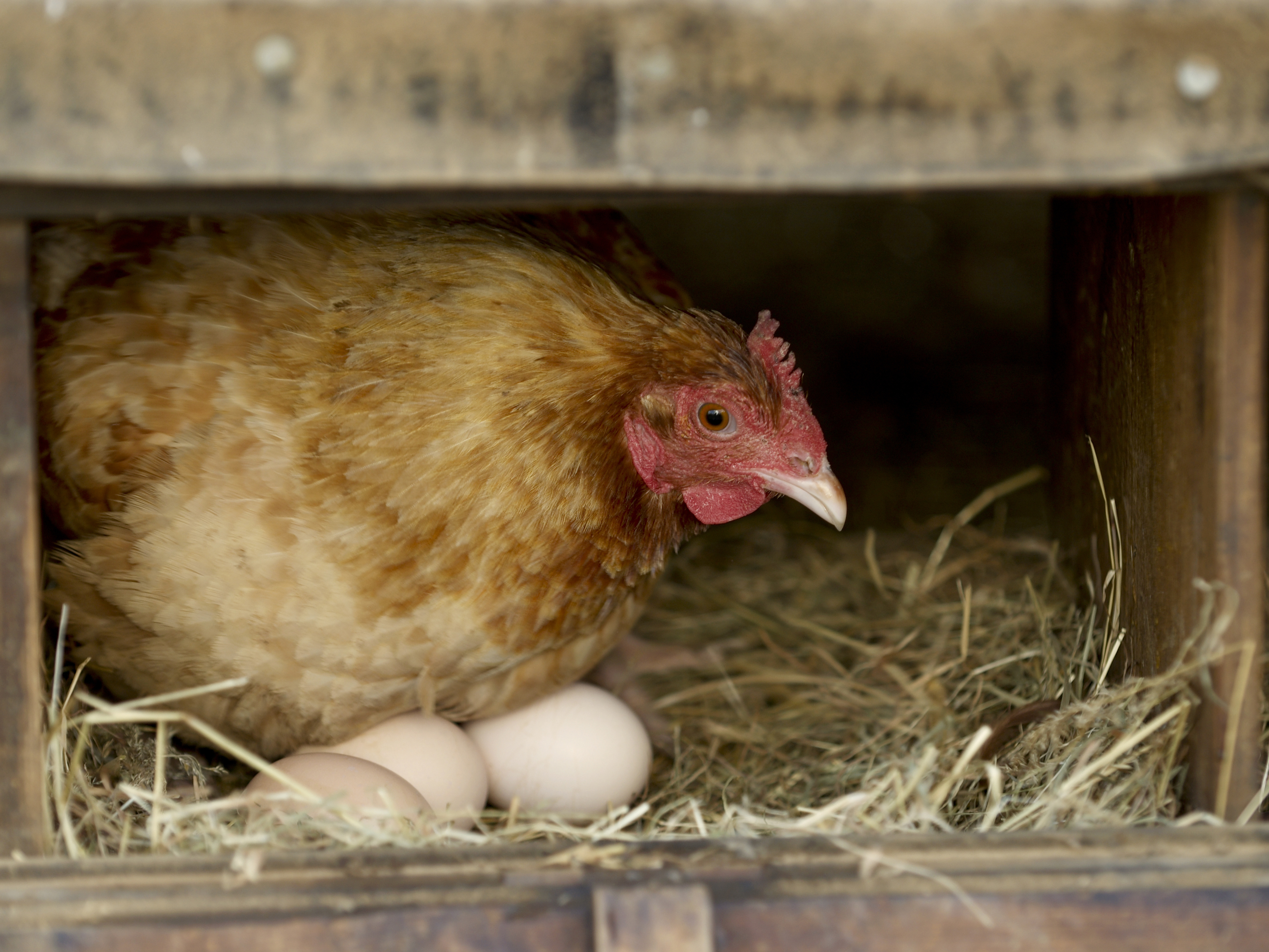 caption: Many backyard chicken keepers are thinking less about the business of raising chickens and more about collecting them — you just have to have them all — which comes with predictable consequences: too many eggs.