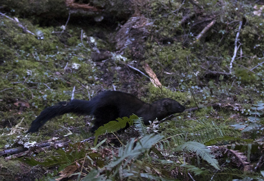 caption: One of the six fishers runs through the woods after being released on Wednesday December 5, 2018, at the North Cascades Visitor Center in Newhalem. 