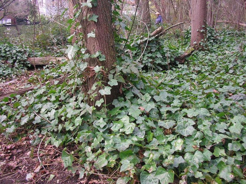 caption: Ivy grows rampant in Seattle, where roughly 10 percent of public land is infested with the plant. 