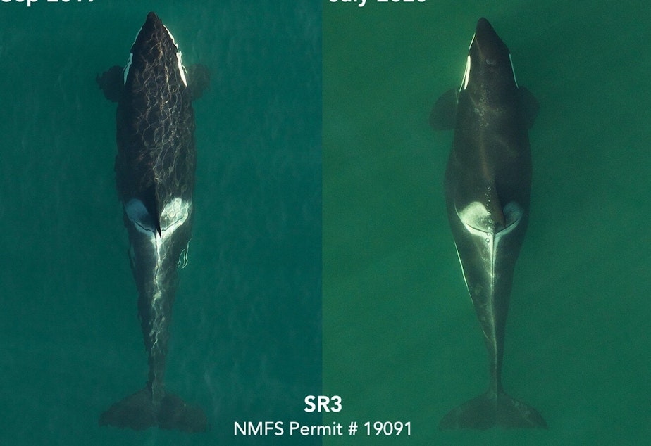 caption: Overhead photographs from an eight-rotor drone reveal the pregnancy of the endangered orca known as L72