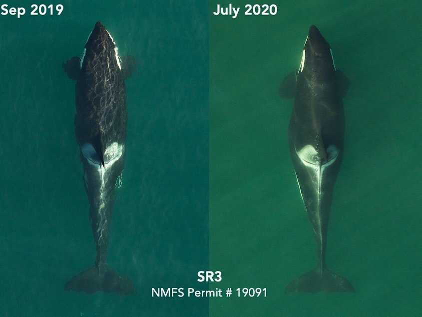 caption: Overhead photographs from an eight-rotor drone reveal the pregnancy of the endangered orca known as L72