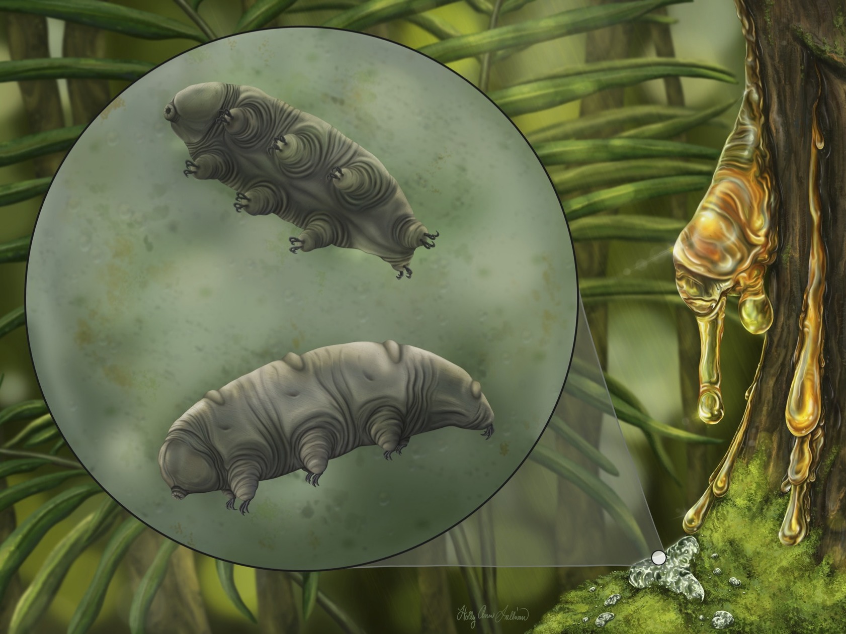 PPDA クマムシ ソフビ Water bear dusk KUOW - Researchers found a new species of water bear