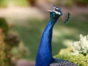 caption: A peafowl screams while standing on a resident's lawn on June 8 in Arcadia, Calif. Peacocks have recently become a nuisance to some residents in the region.