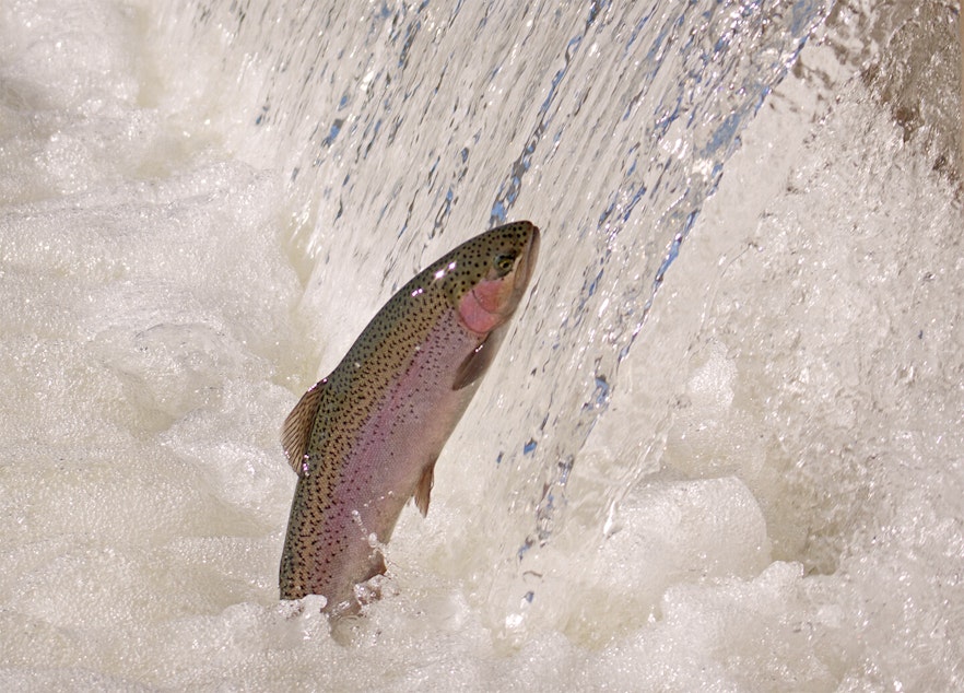 caption:  The U.S. Army Corps of Engineers is investigating numerous steelhead deaths on the North Fork of the Clearwater River in Idaho.