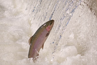 caption:  The U.S. Army Corps of Engineers is investigating numerous steelhead deaths on the North Fork of the Clearwater River in Idaho.