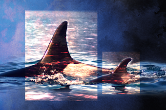 caption: Collage featuring J60, the orca. Photo courtesy of Maya Sears, under NMFS Permit 27052.
