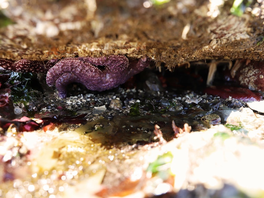 caption: A seastar clings to the underside of a rock during the low tide in Seattle June 5, 2023.
