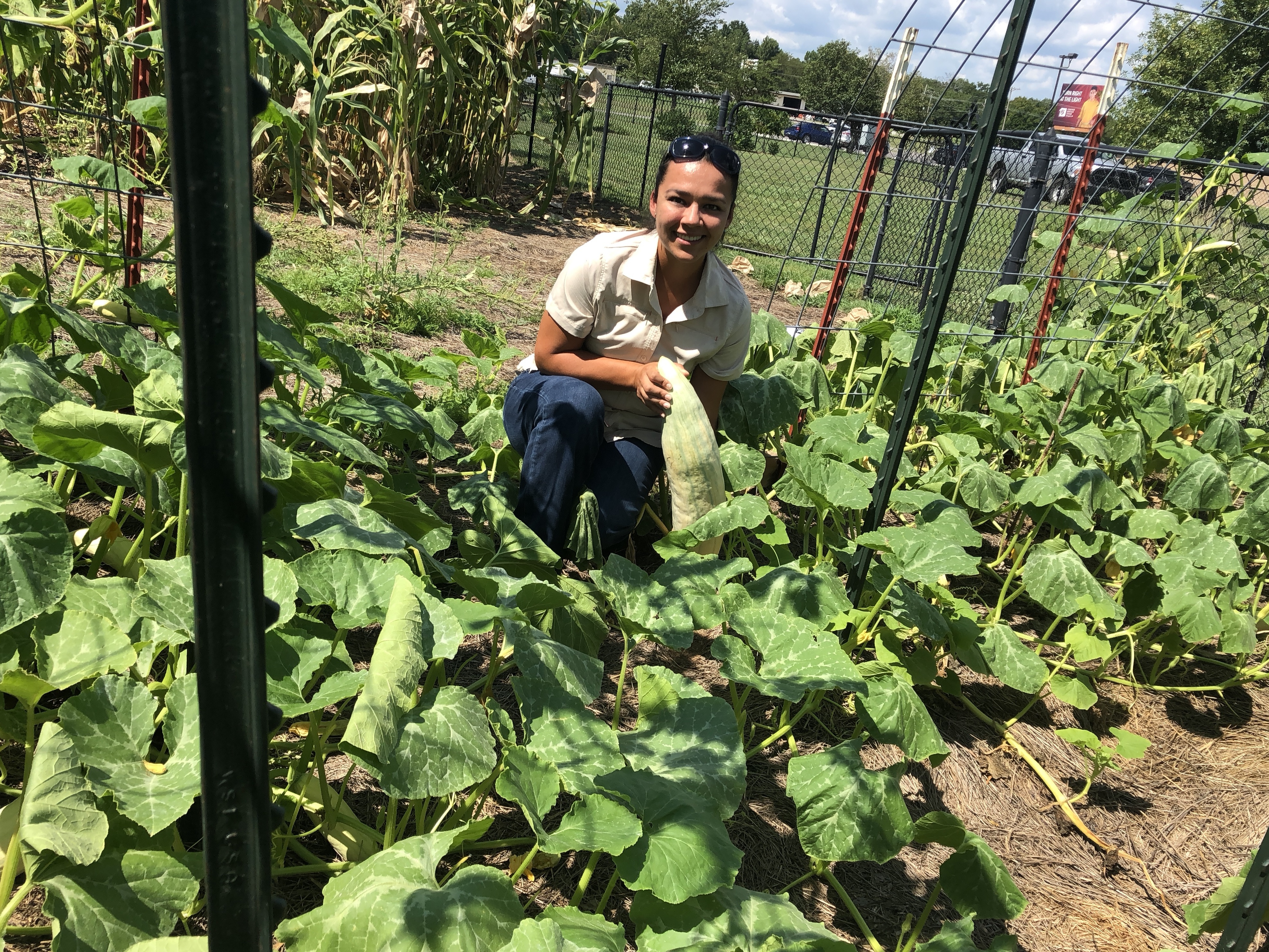 caption: Cherokee Nation Cultural Biologist Feather Smith-Trevino holds an unripe Georgia Candy Roaster Squash at an educational garden in Tahlequah, Okla., where traditional native plants are grown.