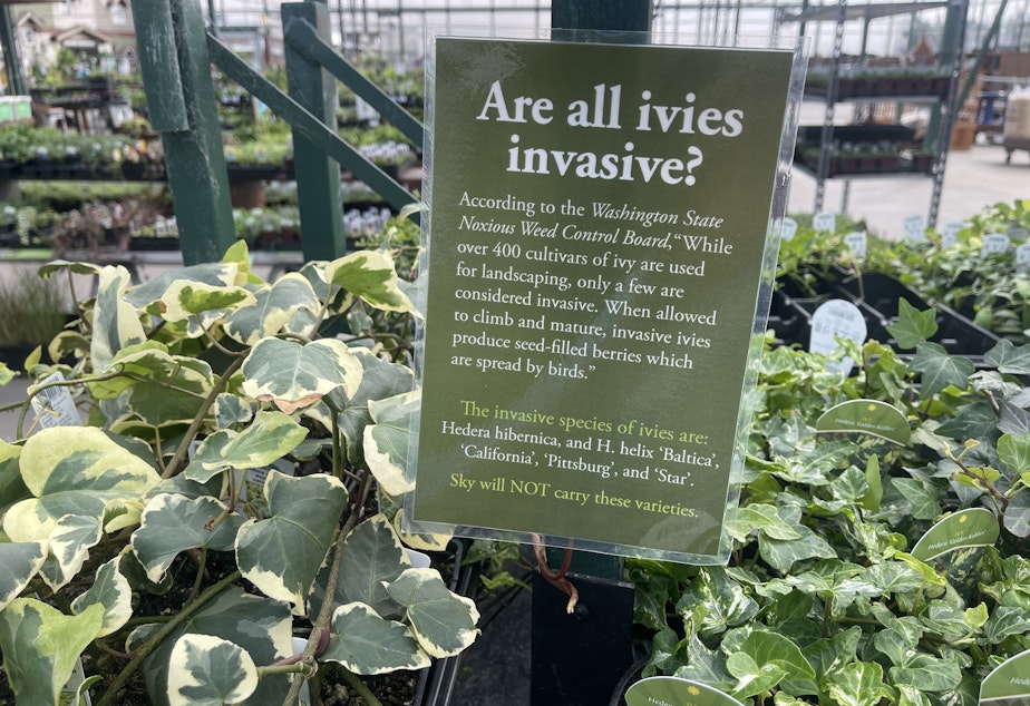 caption: Supposedly non-invasive varieties of ivy on sale at Sky Nursery in Shoreline, Washington, in September 2022.