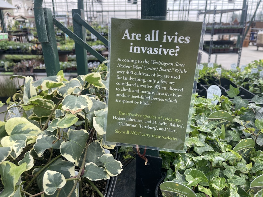 caption: Supposedly non-invasive varieties of ivy on sale at Sky Nursery in Shoreline, Washington, in September 2022.