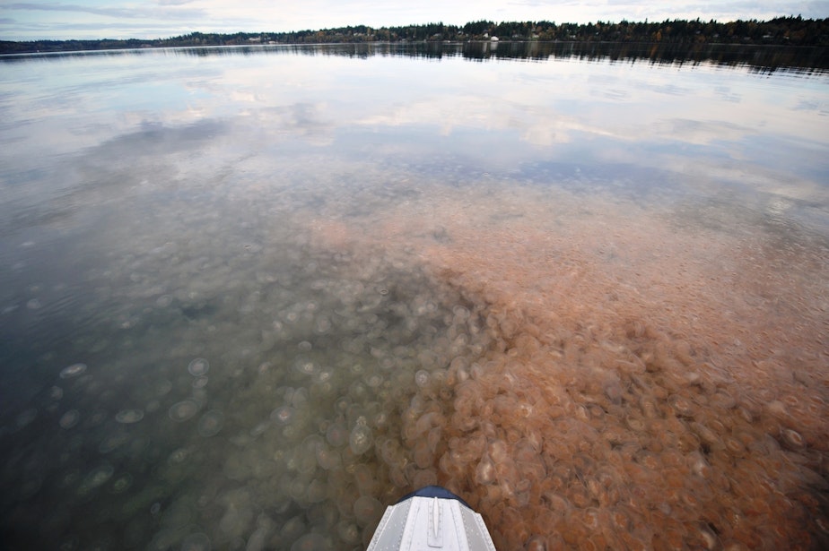 caption: This photo, taken last fall, is an indicator of things to come, according to scientists. The warm blob of water off the coast has conspired with low precipitation to amplify problems in Puget Sound. The result: more jellyfish.