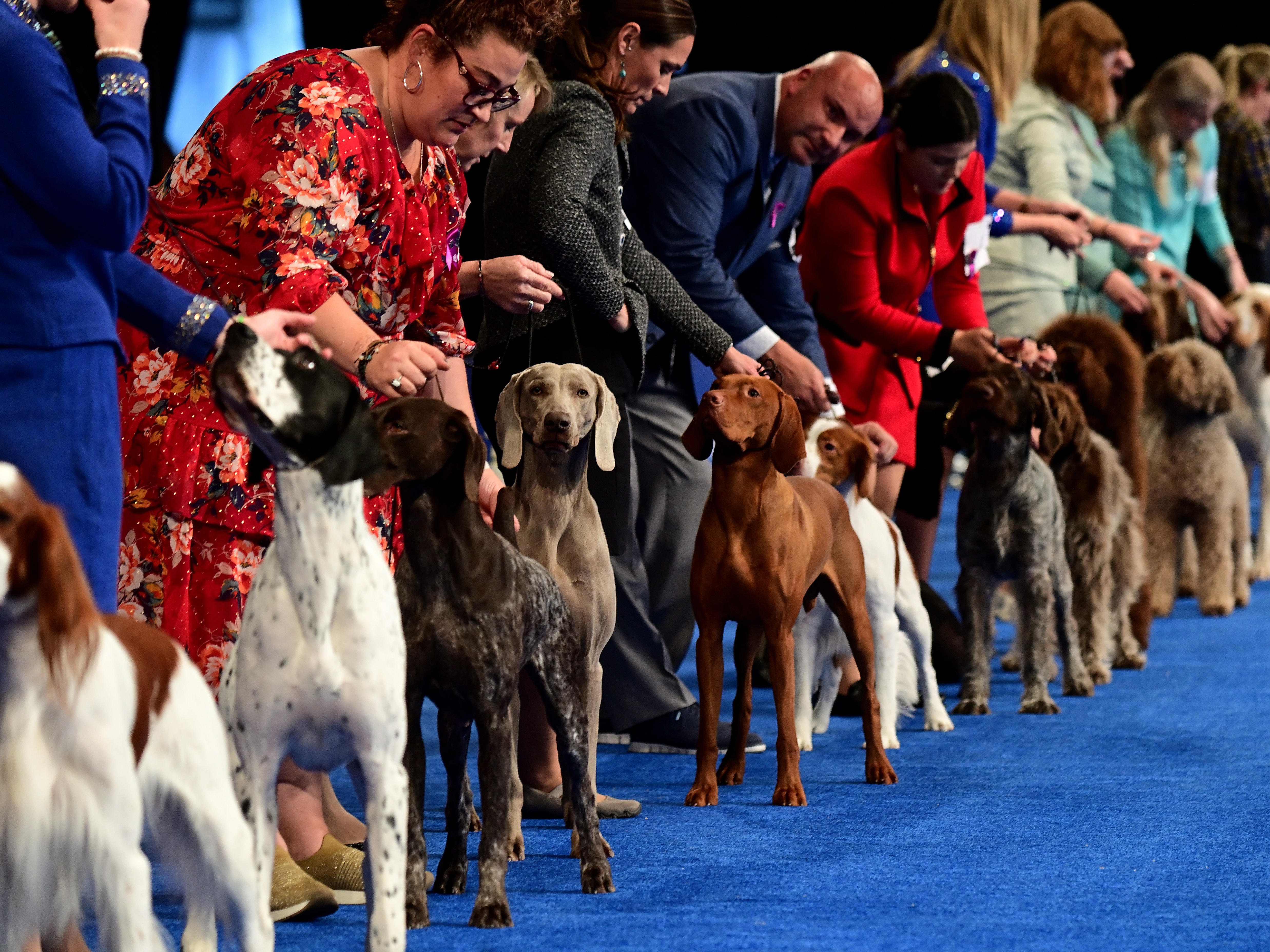 caption: Handlers show their hounds during the National Dog Show in 2022 in Oaks, Pennsylvania.