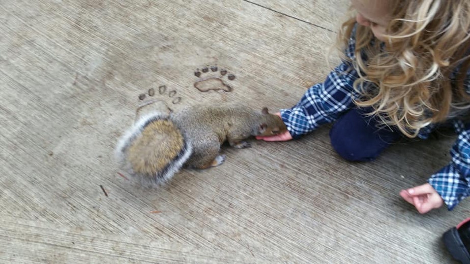 caption: Harper was 3 when she picked up Kevin the squirrel at the Discovery Park play area in Seattle. Her mom Lauren Simpson said that Kevin appeared to be a nursing mom ... and was totally unfazed. 