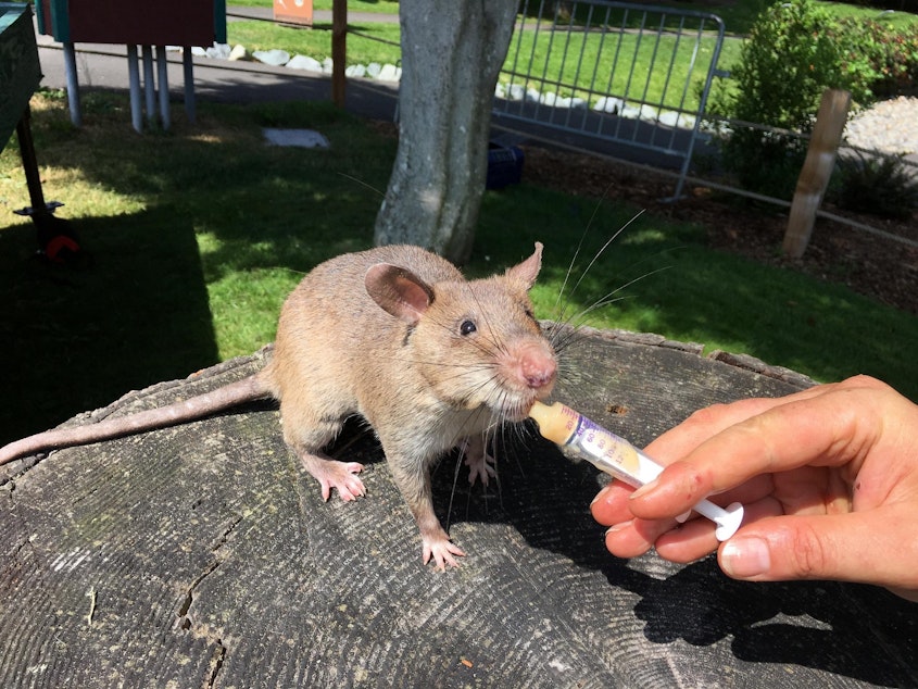 caption: The giant rats nosh on pureed banana as a reward for finding targets.