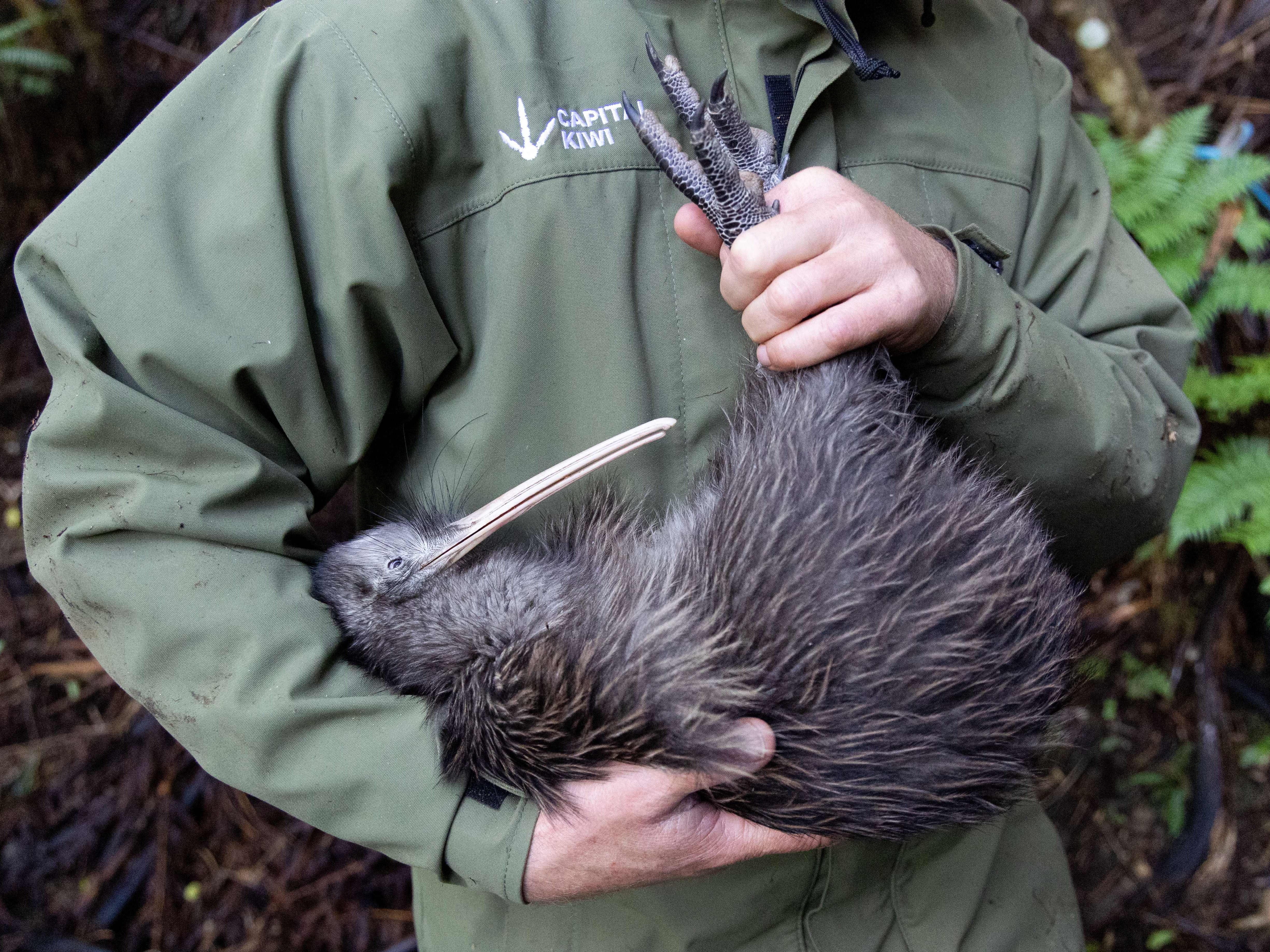 caption: A member of the Capital Kiwi Project team holds a female kiwi to be released back into the wild after checking her weight and changing her transmitter on Tawa Hill, Terawhiti Station in Wellington, New Zealand.