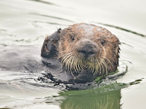 caption: A sea otter in the estuarine water of Elkhorn Slough, Monterey Bay, Calif.