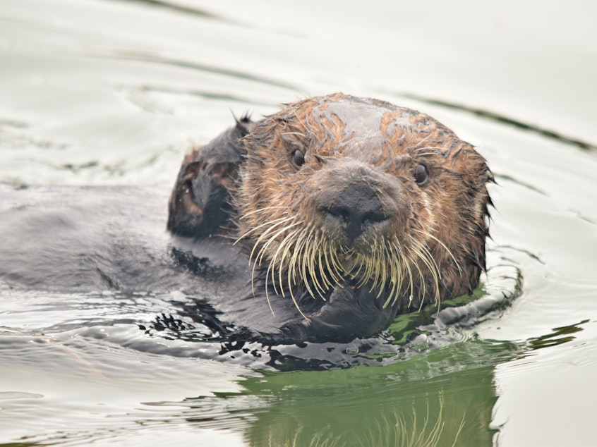 caption: A sea otter in the estuarine water of Elkhorn Slough, Monterey Bay, Calif.