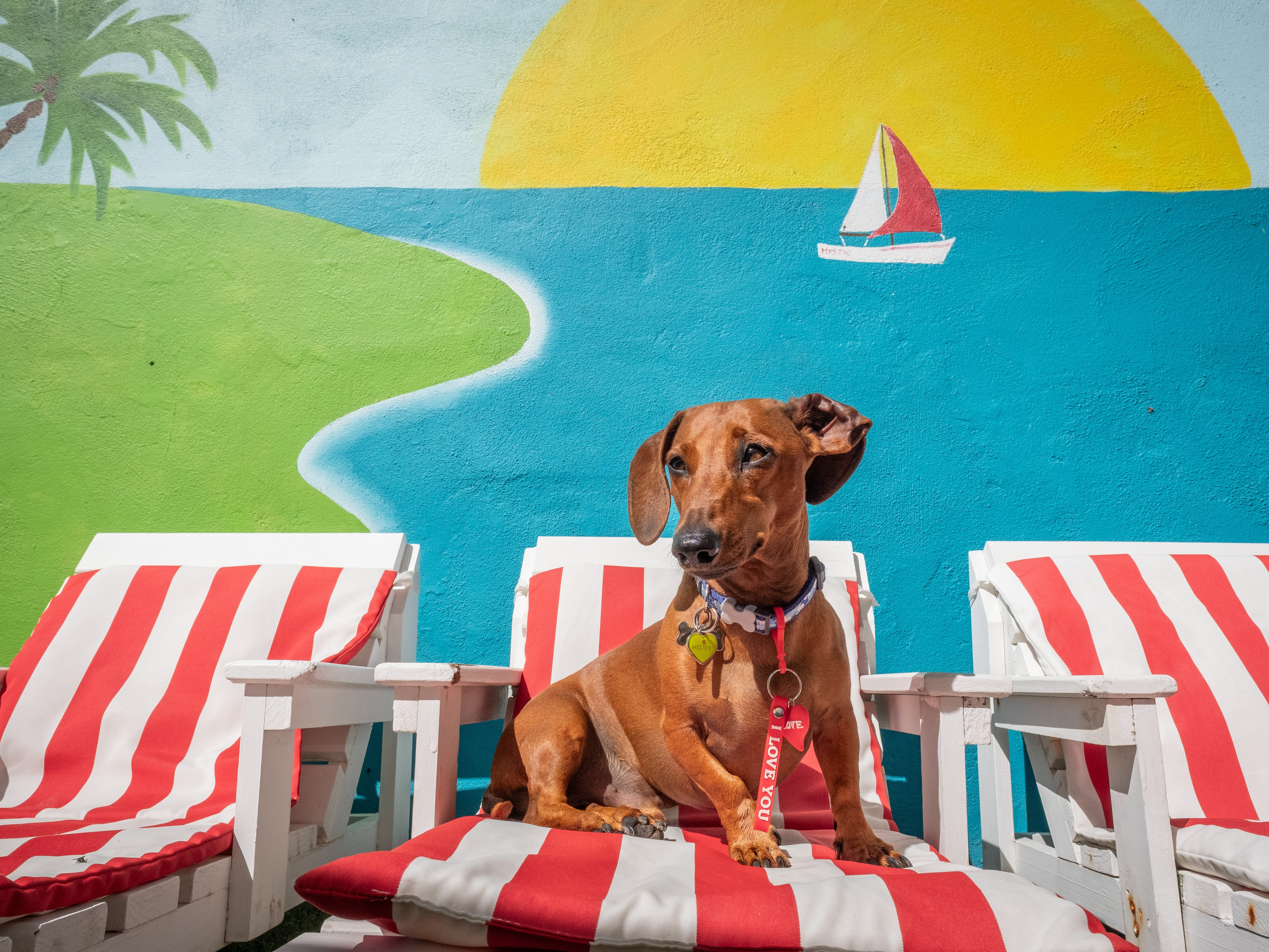 caption: A Dashchund reclines on a miniature custom-made dog sun lounger beside the pool at Vienna's Village luxury dog hotel and daycare in Cape Town, South Africa. Despite widespread poverty, numerous chronic social issues and one of the world's highest murder rates, the city is home to a booming luxury pet hotel industry.