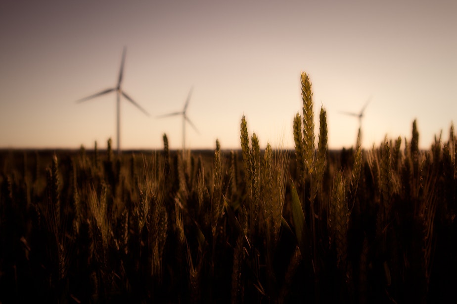 caption: Wind turbines and wheat in Palouse Washington,